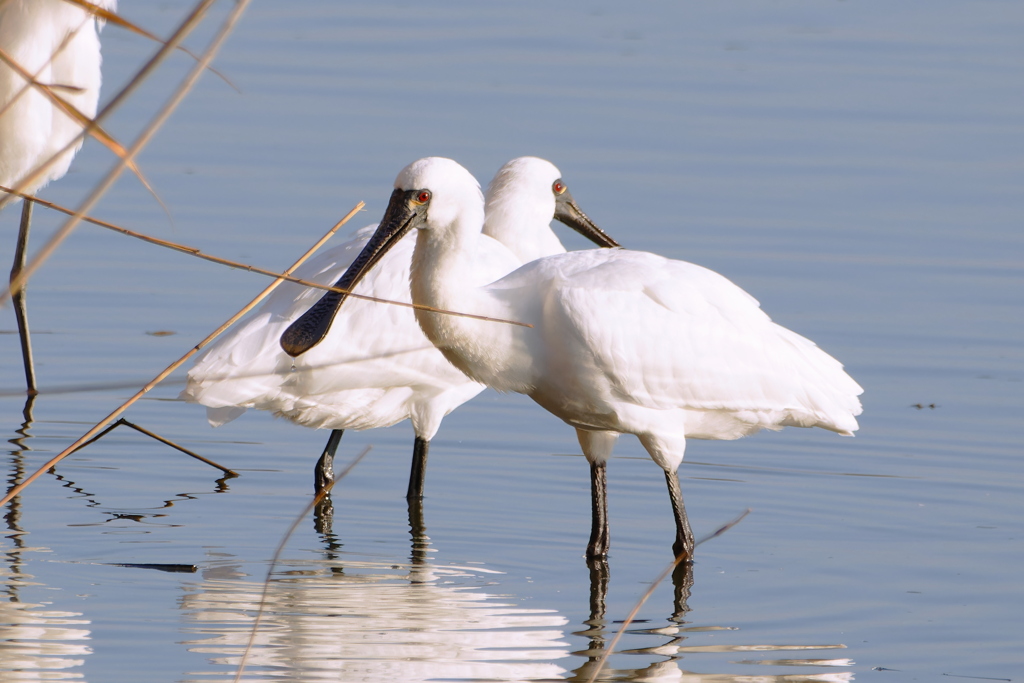 クロツラヘラサギ１