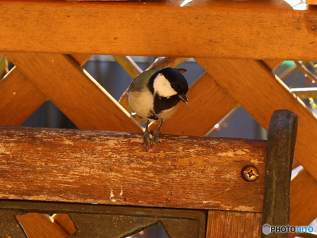シジュウカラさん　ツンピ～