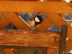 シジュウカラさん　ツンピ～