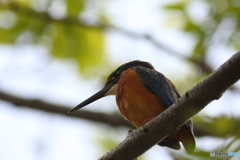 カワセミさん