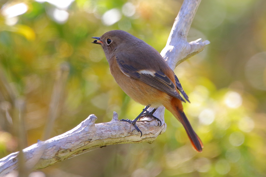 ジョウビタキ１