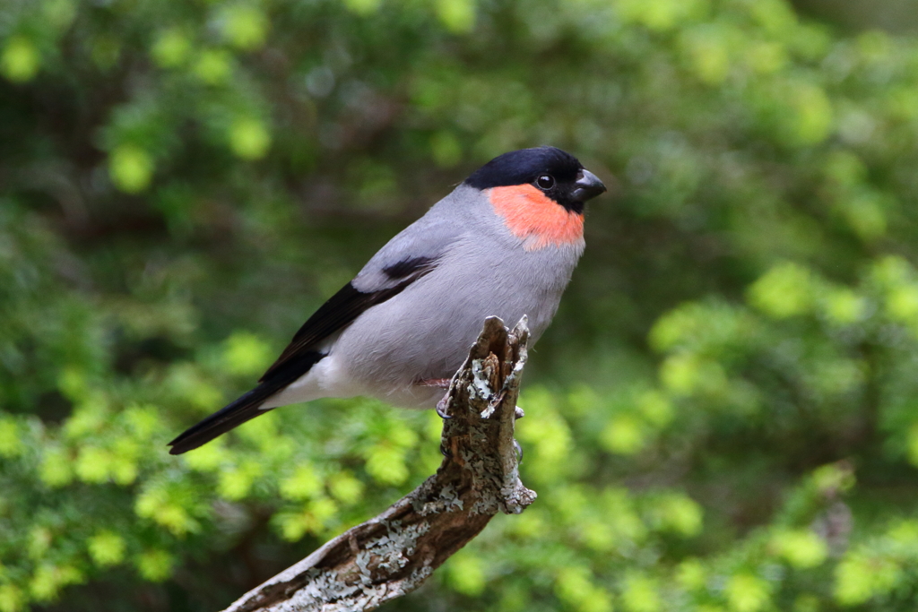 初夏のウソ♂