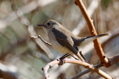 オジロビタキ２