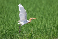 アマサギ２