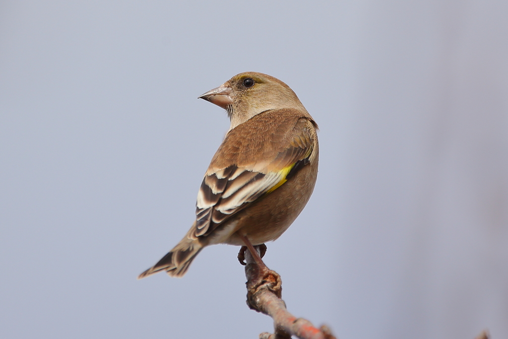 カワラヒワ♀