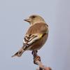 カワラヒワ♀