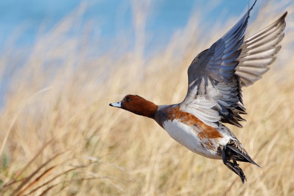 ヒドリガモ飛び出し