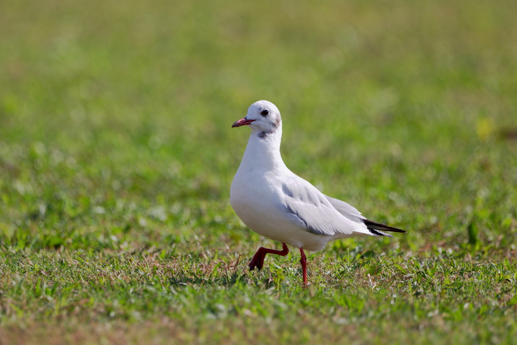 ユリカモメ１
