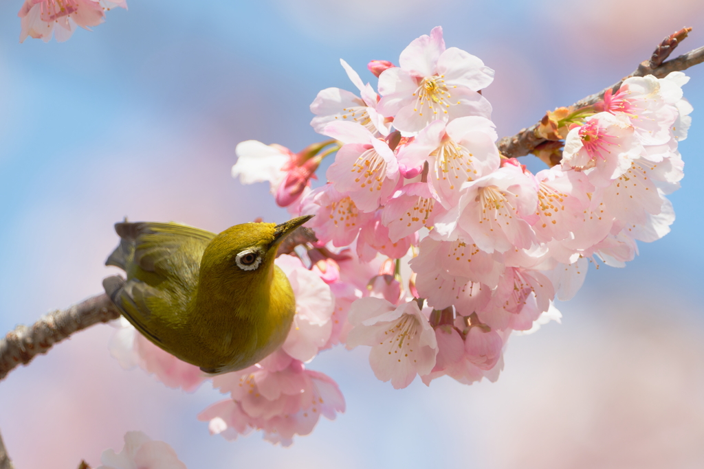 お花見３