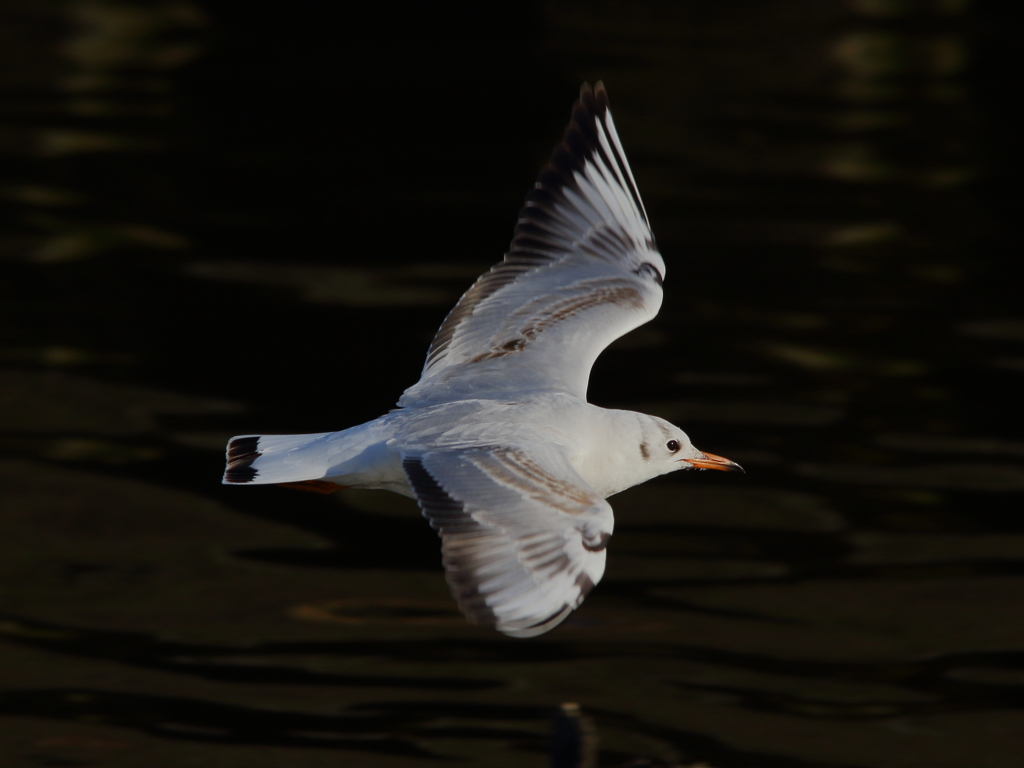 ゆりかもめさん