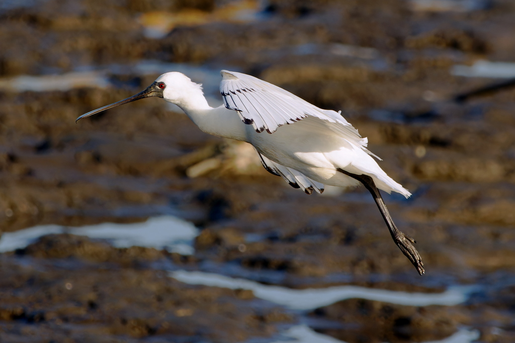 クロツラヘラサギ４