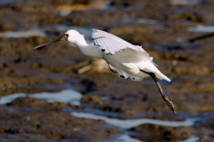 クロツラヘラサギ４