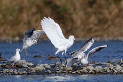 自然は厳しい４