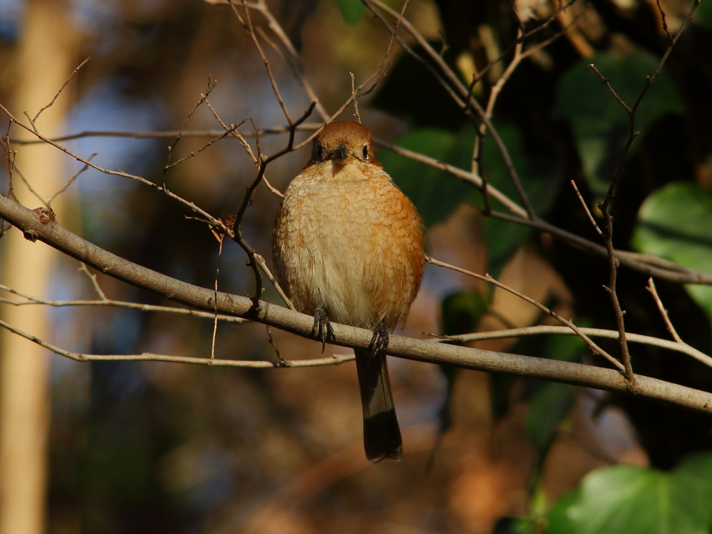 モズ子証明写真