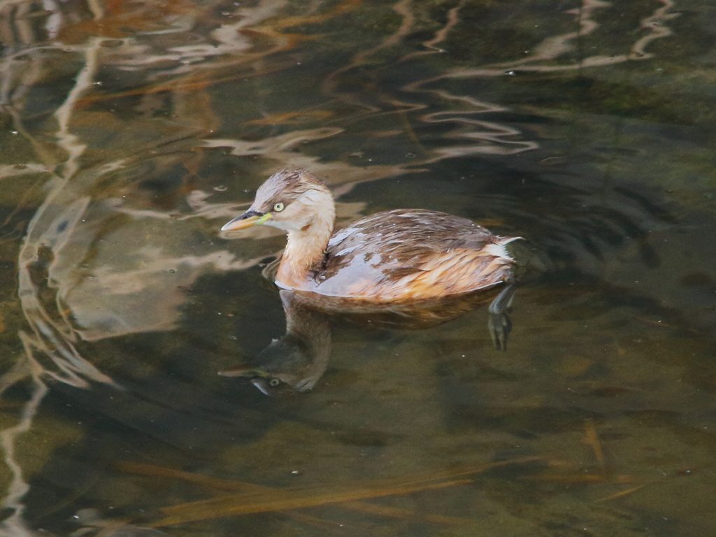 カイツブリさん