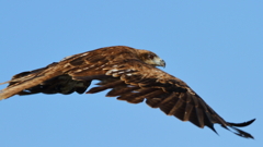鳶