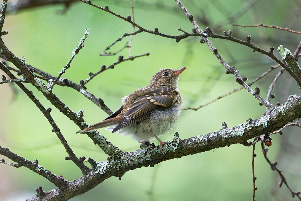 キビタキ幼鳥