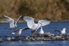 自然は厳しい１