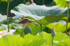 ヨシゴイ４
