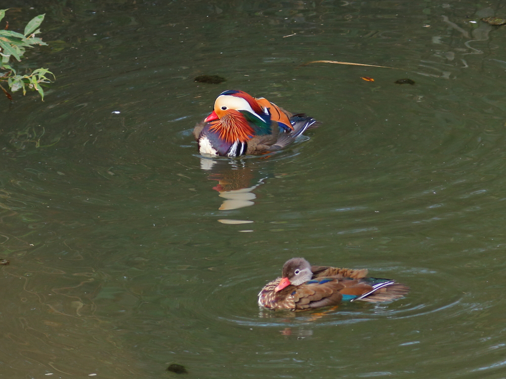 オシドリと幼鳥