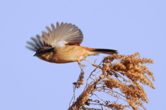 ホオジロ飛び出し