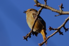 公園の女王様