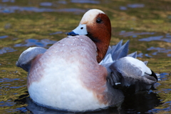 鳩胸