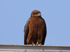とんび幼鳥