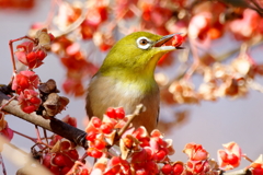 パクパク１