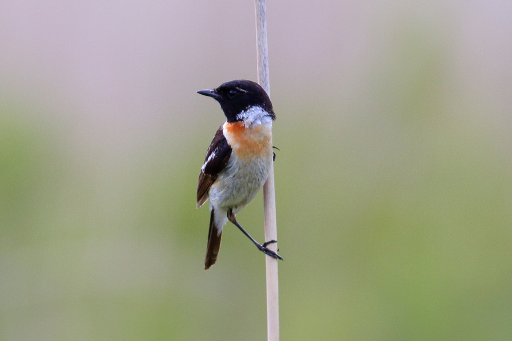 ノビタキ　オス