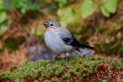 ウソ幼鳥１