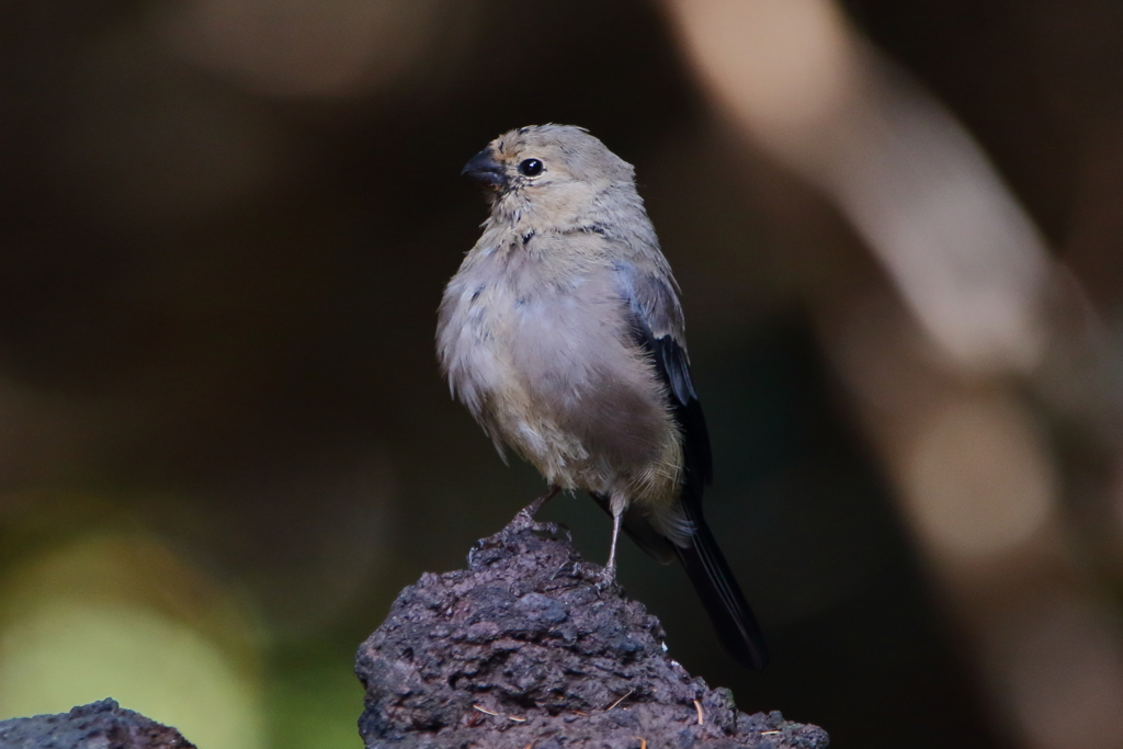 ウソ幼鳥２