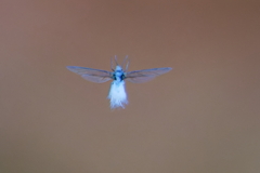 雪虫