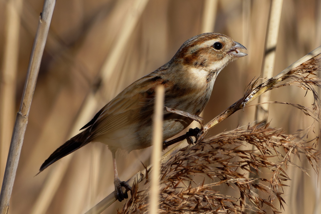 オオジュリン１