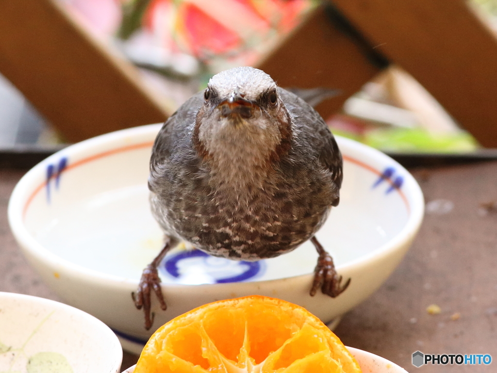 もぐもぐヒヨ太郎