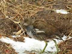 バン幼鳥