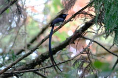 サンコウチョウ