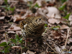 トラさん