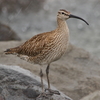 チュウシャクシギ