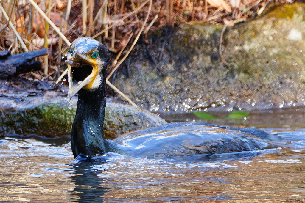 カワウ１