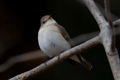 ニシオジロビタキ２