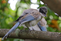 おなが幼鳥