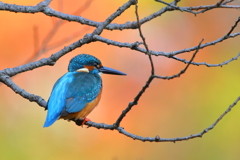 青い鳥