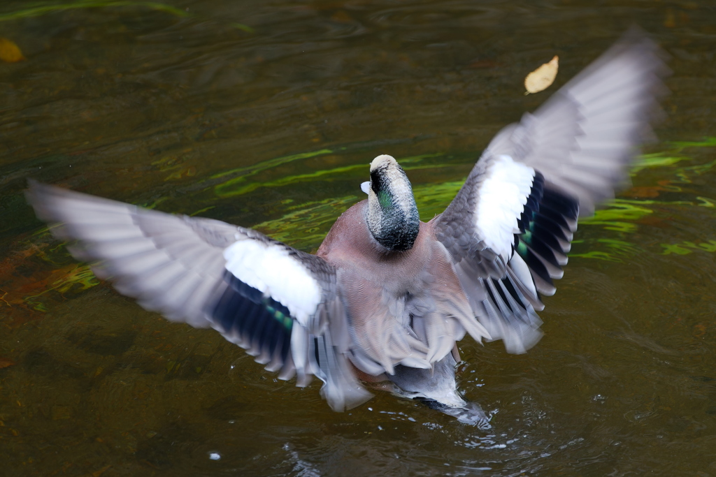 アメリカヒドリ２