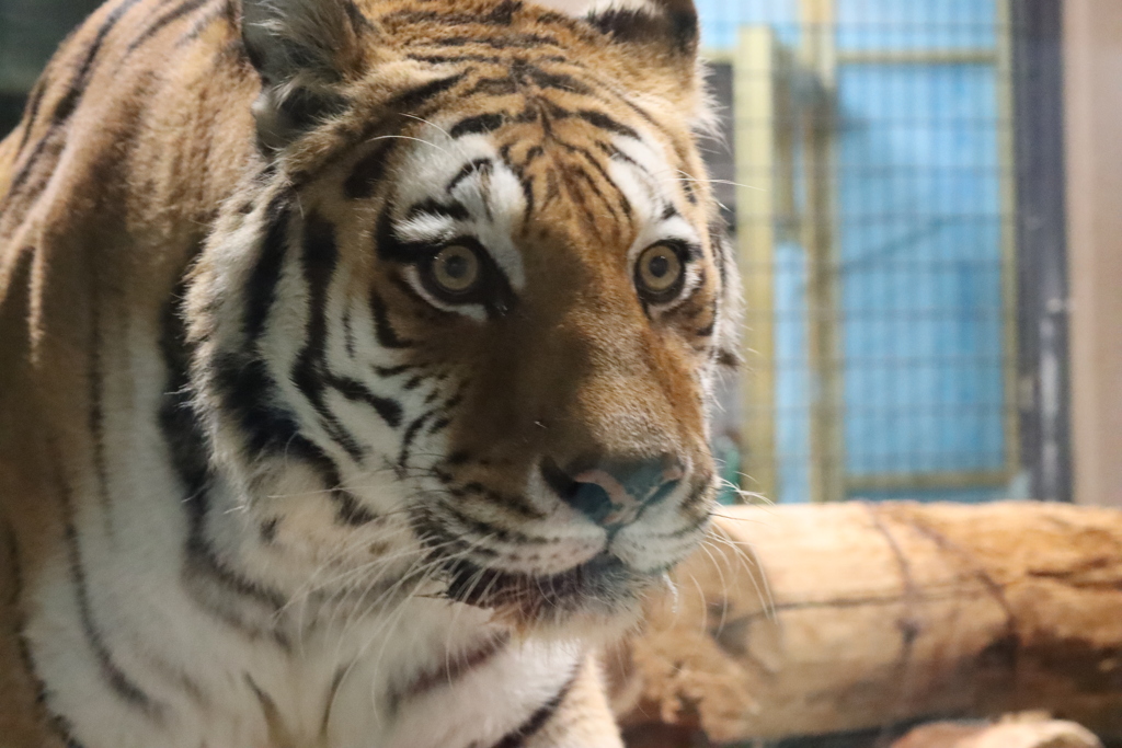 円山動物園 アムールトラ アイちゃん