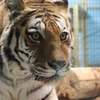 円山動物園 アムールトラ アイちゃん
