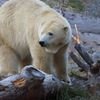 円山動物園 ホッキョクグマ 全身