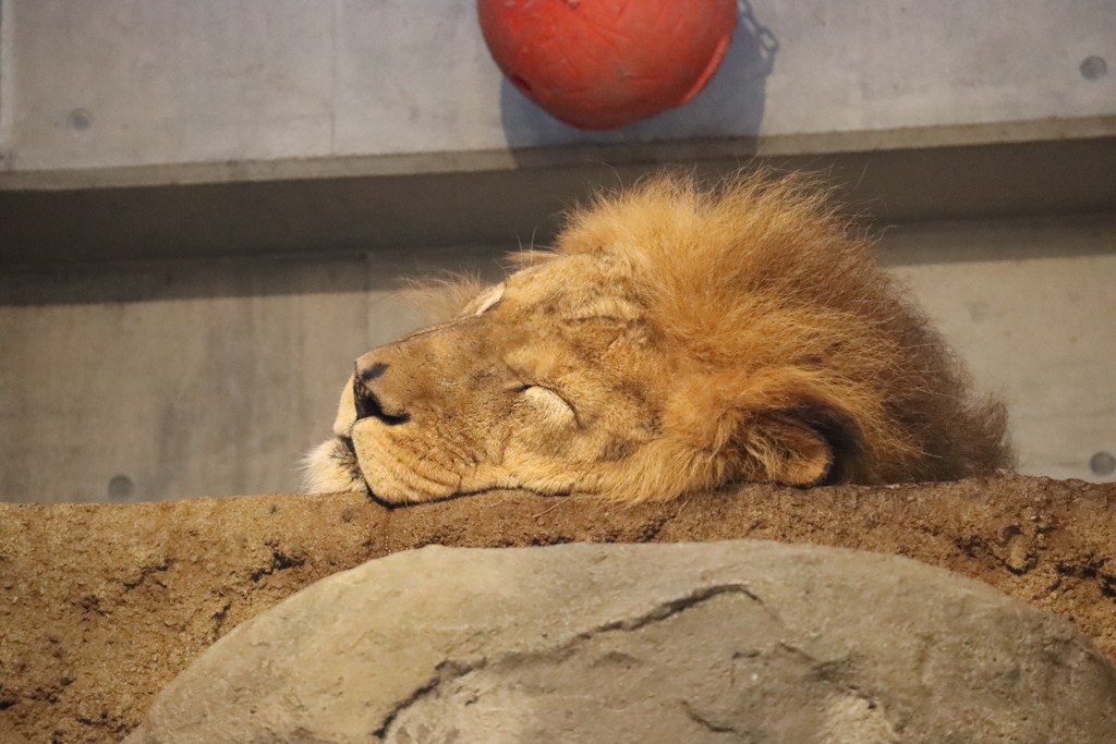 円山動物園 爆睡するライオン By ハイドロカスタム Id 写真共有サイト Photohito 円山動物園 爆睡するライオン By ハイドロカスタム Id 写真共有サイト Photohito