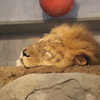 円山動物園 爆睡するライオン