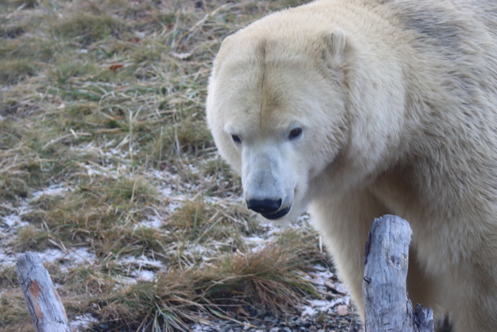 円山動物園 ホッキョクグマ 正面